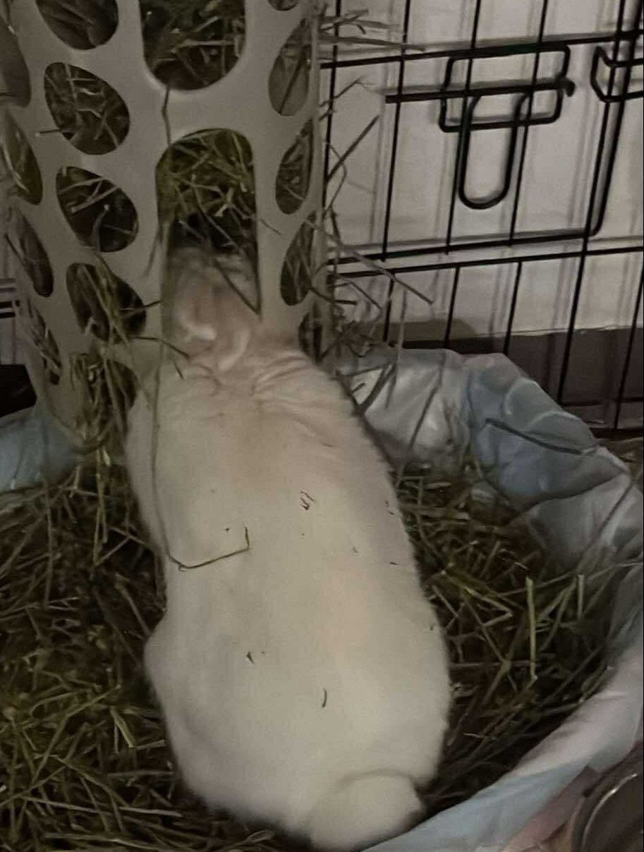 White bunny eating hay from hay rack