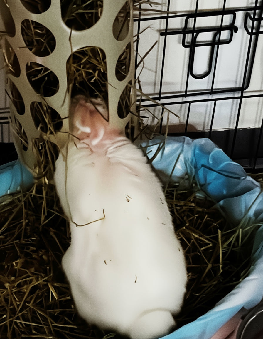 White bunny eating hay from hay rack
