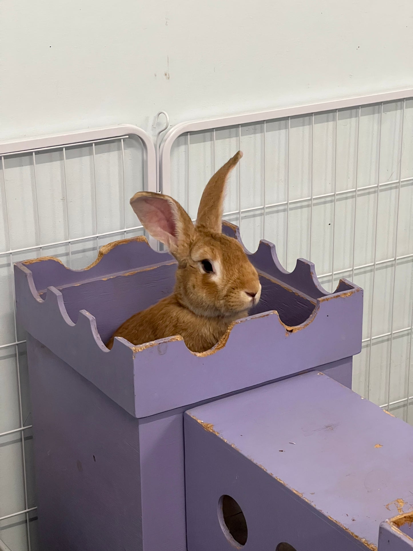 Bunny Castles