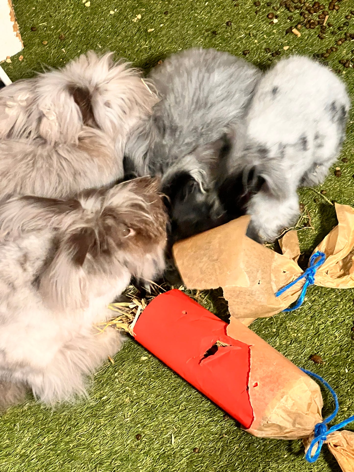 Angora bunnies munching on a Bunny Bon Bon