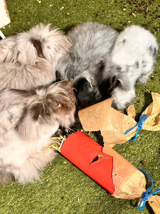 Angora bunnies munching on a Bunny Bon Bon