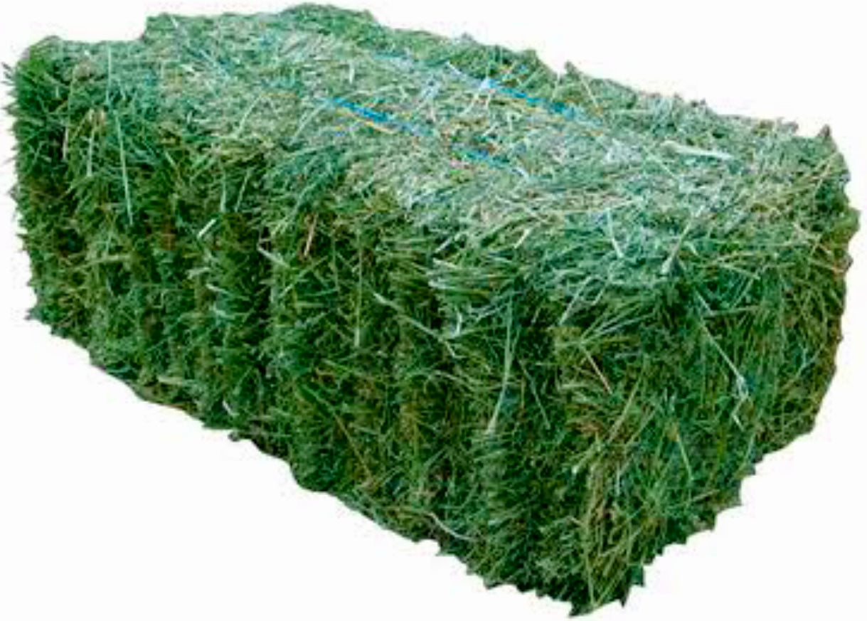 Fresh Lucerne Hay for baby rabbits up to 6 months of age. After than feed as a treat only.