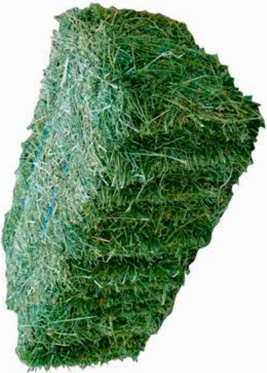 Fresh Lucerne Hay for baby rabbits up to 6 months of age. After than feed as a treat only.
