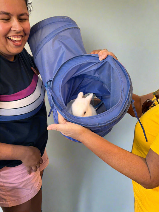White bunny in blue CatchMe Rabbit Play Tunnel